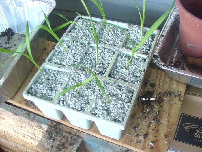 [Thumbnail for Babington's leek, 4 weeks old.jpg]